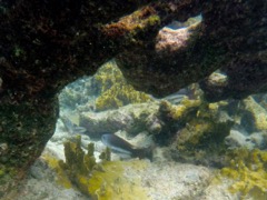 Andrea Queen Parrotfish Initial (14